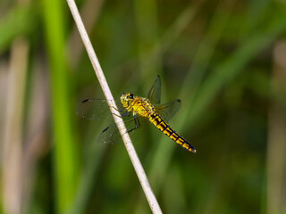 Lyriothemis pachygastra, a dragonfly species with a broad abdomen found near ponds, swamps, and wetlands in Korea during summer. Photographed in Korea.