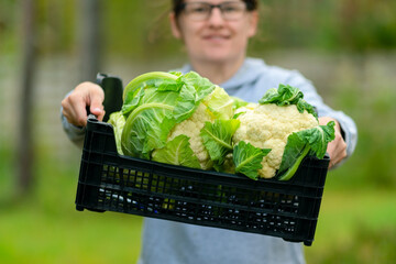 Cheerful woman farmer presenting a box full of fresh cauliflower on her farm. Harvest time, organic vegetables, healthy nutrition, and sustainable lifestyle with fresh seasonal food.