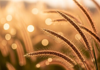 Golden Hour Sunlight Illuminates Delicate Grass Seed Heads with Bokeh nature sunset