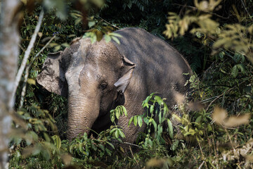 View of an Asian elephant emerges from the dense, vibrant green foliage, its leathery skin a stark contrast to the bright leaves, Mengla, Yunnan, China.