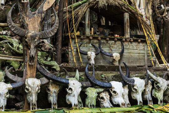 View of weathered animal skulls and horns displayed on a rustic wooden structure, evoking a sense of history and tradition, Muyiji Sacred Valley, Yunnan, China.