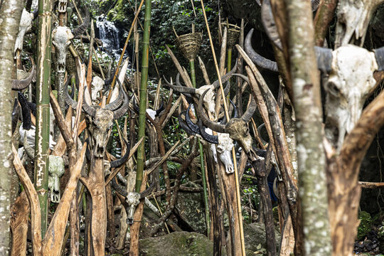 View of weathered animal skulls impaled on wooden stakes create an eerie totem forest against a backdrop of lush green foliage, Muyiji Sacred Valley, Yunnan, China.