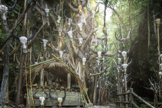 View of an eerie display of animal skulls adorns a structure and trees along a path, creating an unsettling yet intriguing scene, Muyiji Sacred Valley, Yunnan, China.