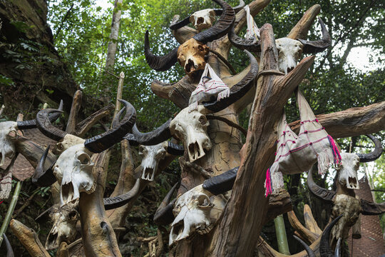 View of sun-drenched buffalo skulls, adorned with woven cloths, stand stark against a backdrop of lush greenery in Muyiji Sacred Valley, Ximeng, China.