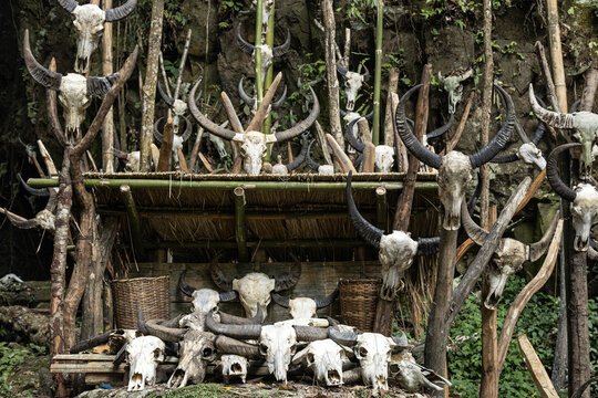 View of a collection of animal skulls with long horns displayed on bamboo structures and wooden poles, Muyiji Sacred Valley, Yunnan, China.