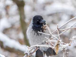 Obraz premium A hooded crow sitting on a tree