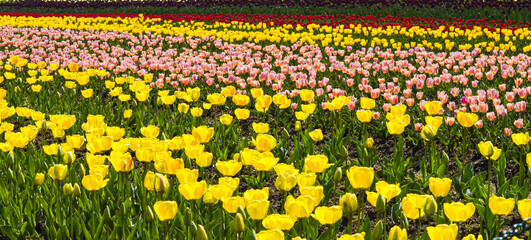 Obraz premium Endless Rows of Red Tulips Under Spring Sunlight