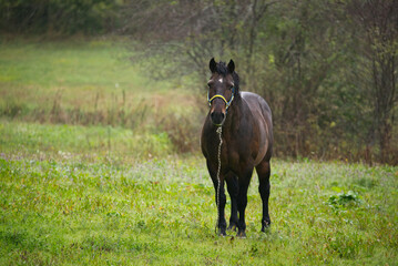 Tied freedom - black horse on a silent green field. 
The animal is wearing a halter with a hanging rope, suggesting it is tied. The atmosphere feels quiet and melancholic, evoking a sense of solitude.
