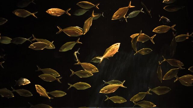 A shimmering school of golden fish glides through deep, dark water, creating a dynamic underwater scene filled with motion and subtle light reflections. 4k slow motion stock video