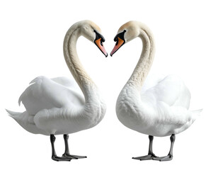 Obraz premium Two white swans form a heart shape with their necks (1)