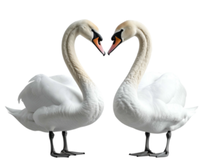 Two white swans form a heart shape with their necks (1)