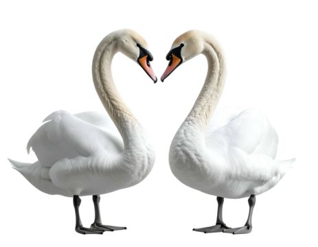 Two white swans form a heart shape with their necks (1)
