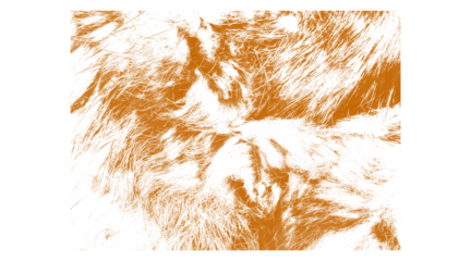 Abstract depiction of fur texture in shades of orange and white art