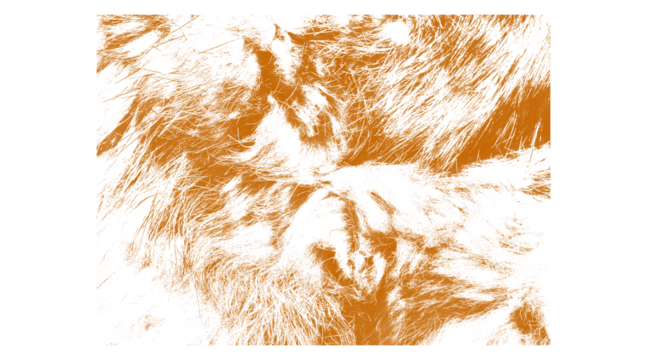 Abstract depiction of fur texture in shades of orange and white art