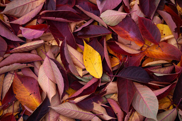 Yellow and red autumn leaves, natural autumn background.