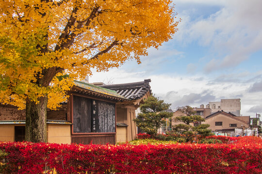 View of vibrant red bushes contrast with the golden ginkgo tree and traditional Japanese building under a cloudy sky, Kanazawa, Ishikawa, Japan.