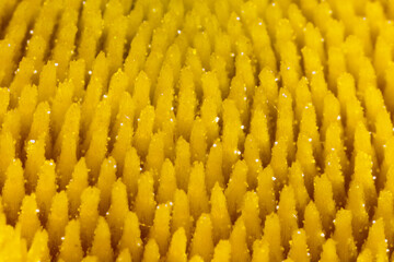 Close-up view of wild dandelion flower detail in springtime bloom