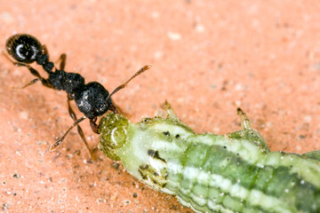 Ant pulls a caterpillar on a surface in nature