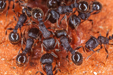 Ants working together on a brown surface in natural habitat