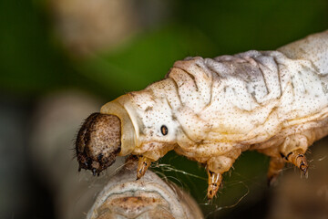 Close view of a silkworm feeding on leaves in a quiet setting