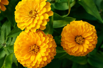 Beautiful chrysanthemum flowers in garden