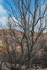 Impact of wildfire on barren landscape in Sierra de Aracena, Spain