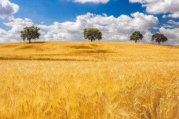 Golden wheat fields in Aljarafe, Seville under a cloudy sky