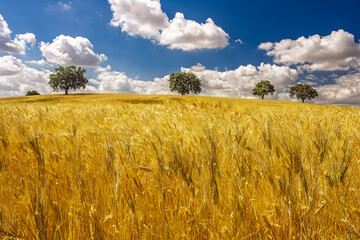 Golden wheat fields in Aljarafe, Seville under a cloudy sky