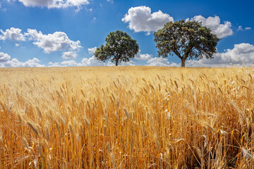 Golden barley field with holm oaks near Seville in Andalusia