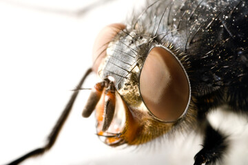Close-up view of a flesh fly Musca sarcophaga in natural habitat