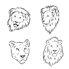 lion, wild animal, vector sketch