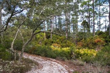 Late Autumn landscape of the sandy Gator Lake Nature Trail passing through a coastal forest near Gulf Shores, Alabama.