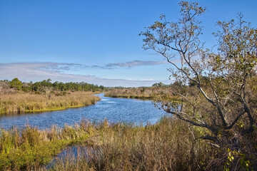 Late-Autumn landscape of a peaceful stream in a coastal forest at Gulf State Park, near Gulf Shores Alabama.