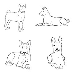 basenji, a dog breed, vector sketch