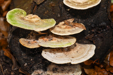 ​A cluster of flat, shelf-like fungi attached to a dark, damp tree stump or log, displaying a...