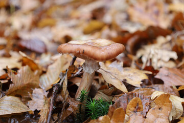 A solitary mushroom with a glossy, moist light-brown cap stands on a tall stem amid a carpet of fallen autumn leaves. Its rich brown appearance is highlighted by a small cluster of vibrant green moss 