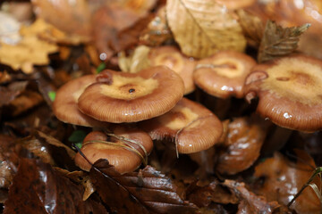 ​A cluster of moist, shiny mushrooms growing among a bed of fallen, brown, and wet autumn leaves. Their round, light-brown caps, featuring a slight central depression, stand out against the dull fores