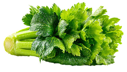 Fresh celery stalk with leaves, Organic celery vegetable bunch