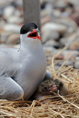 common tern