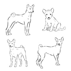 basenji, a dog breed, vector sketch