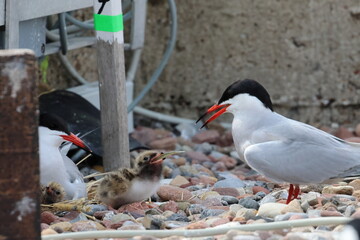 tern chick