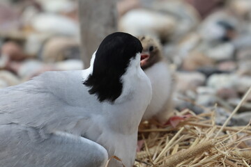tern chick