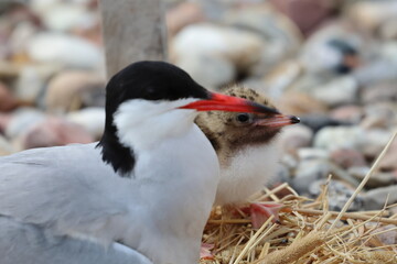 tern chick