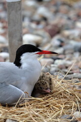 tern chick