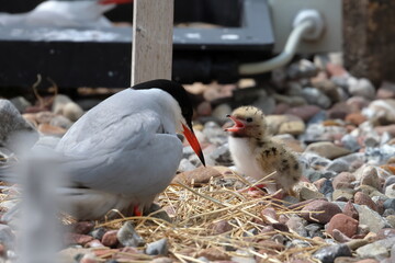 tern chick