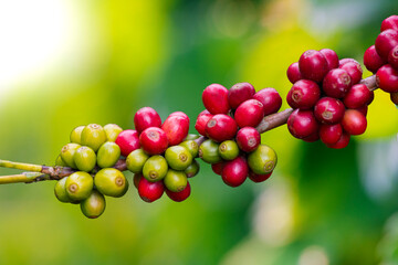 Fresh Ripe Coffee Bean With Coffee Field Background