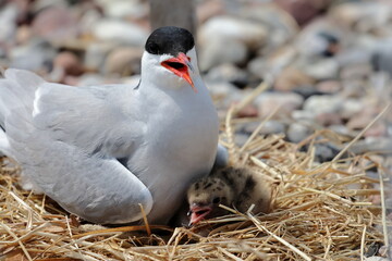 tern chick