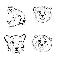 cheetah, wild cat, vector sketch