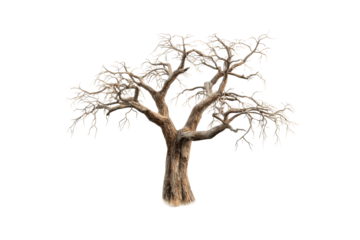 Majestic Bare Tree with Dry Grass and Rocks on a transparent background, cut out
