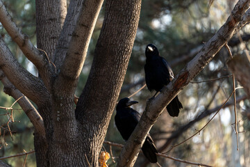 Two black birds - rooks, perched on a tree branch on a sunny day. The birds are in focus with a blurred natural background.